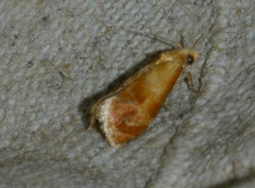 Réf. 242 520 : Gynnidomorpha rubricana